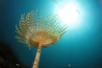 Baptême de plongée du bateau sur site de plongée - app.name