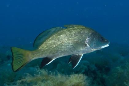 First dive - Port Fréjus - Bonjour Fun