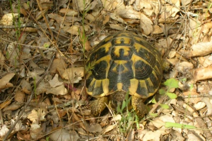 LES 25 PONTS - Roquebrune sur Argens - app.name