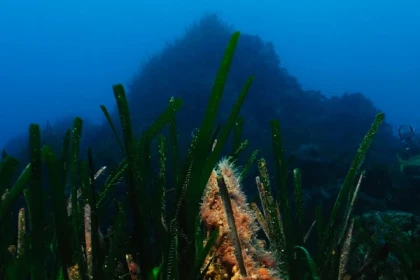Snorkeling - Europlongée  - Bonjour Fun