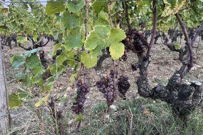 Private tour of Bordeaux vineyards from Arcachon Bassin - Bonjour Fun