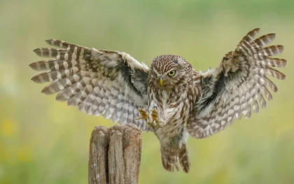 Une chouette, un village - app.name