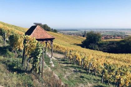 Wine & gourmet walk - Bonjour Fun