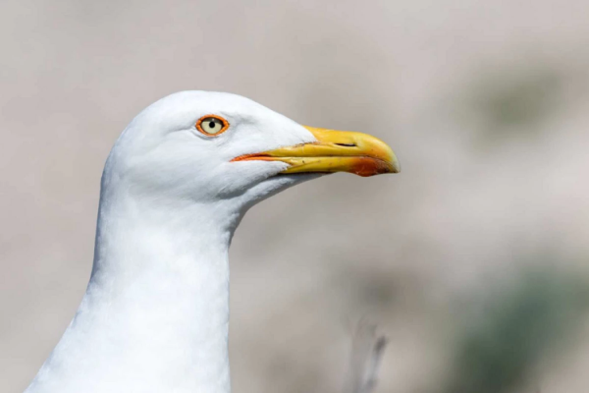 2-hour ecological tour: the biodiversity of Marseille's islands - Bonjour Fun