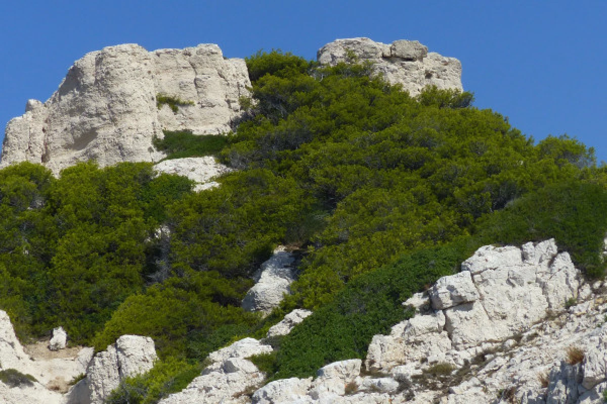 2-hour ecological tour: the biodiversity of Marseille's islands - Bonjour Fun