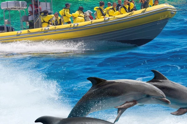 4. Dolphin watching boat tour - Bonjour Fun