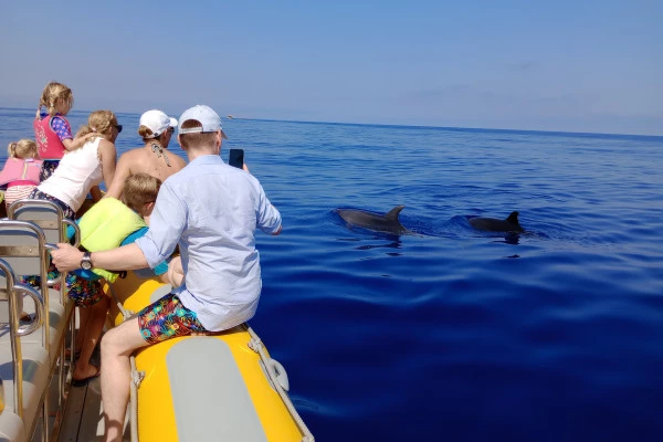 4. Dolphin watching boat tour - Bonjour Fun