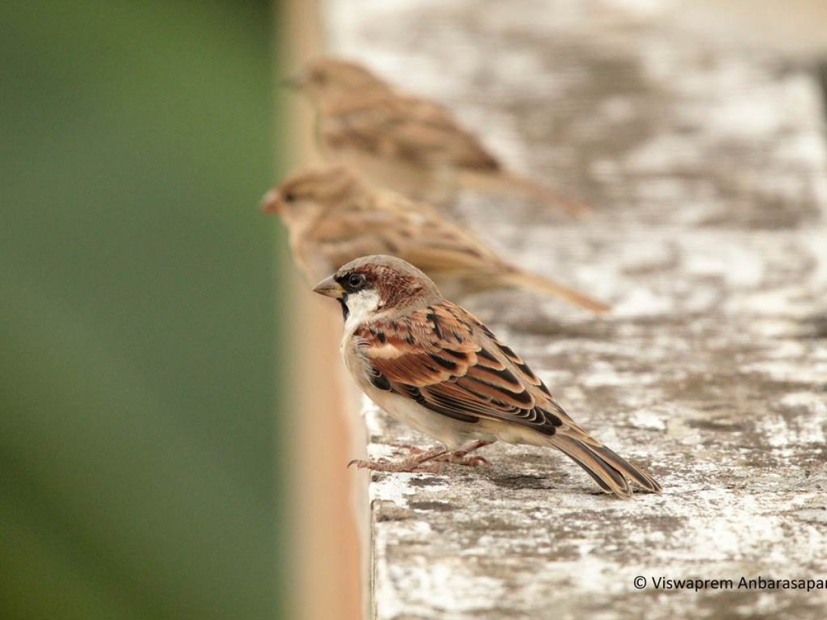 A la découverte des oiseaux urbains (Natagora) - Bonjour Fun
