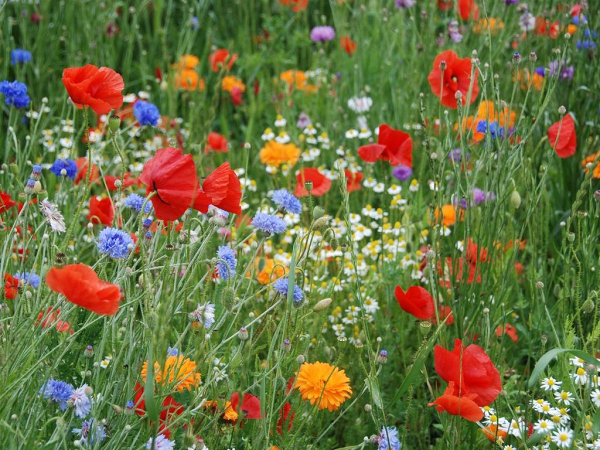 A la découverte des plantes sauvages comestibles (Nature et Progrès) - Bonjour Fun