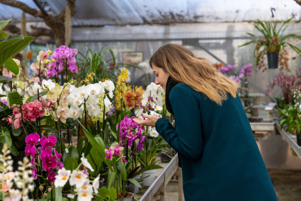 Discover the magical world of orchids - Bonjour Fun