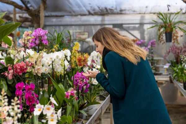 Discover the magical world of orchids - Bonjour Fun