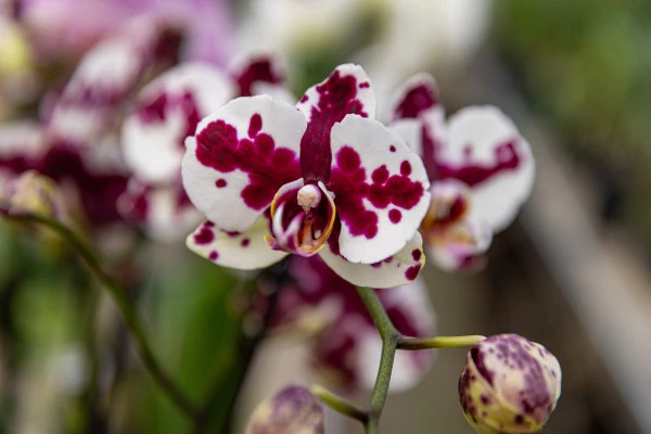 Discover the magical world of orchids - Bonjour Fun