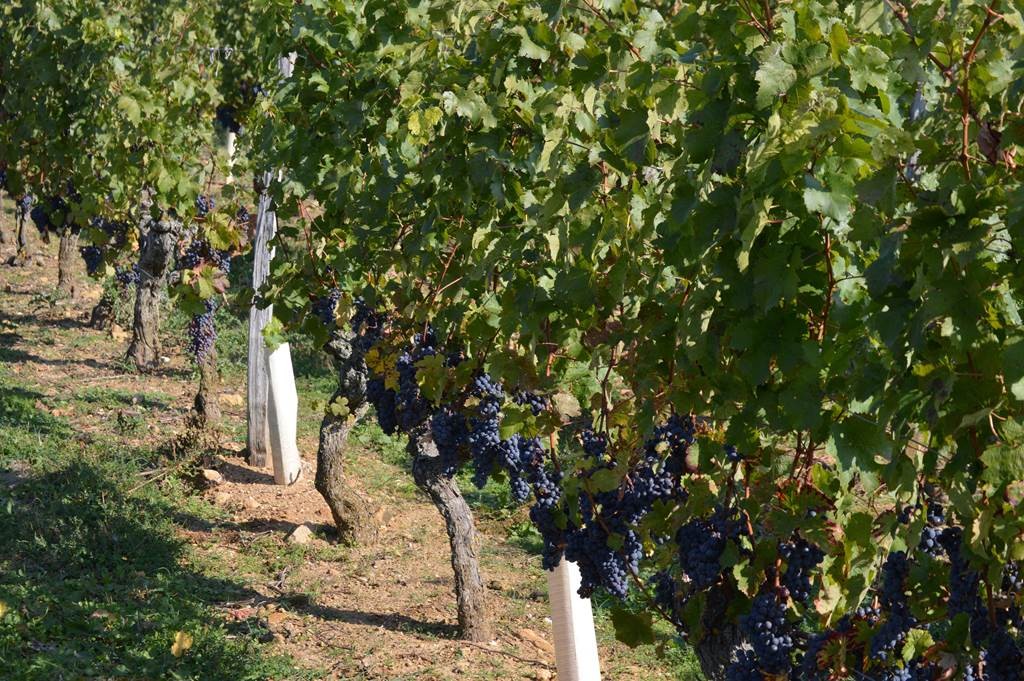 Adopte ton cep - Bonjour Fun