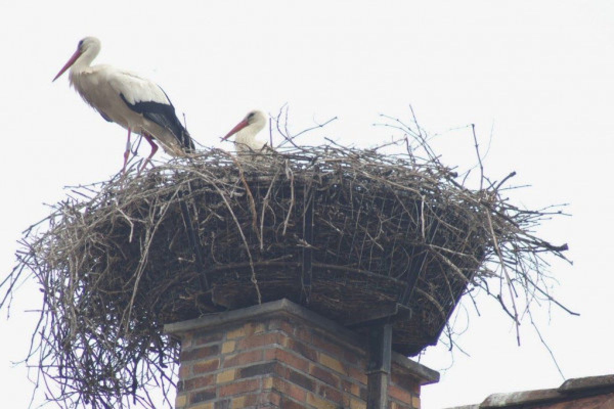 Alsace village & wine private group tour from Strasbourg - Bonjour Fun