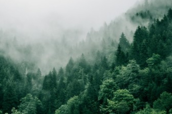 Forest bath - Bonjour Fun