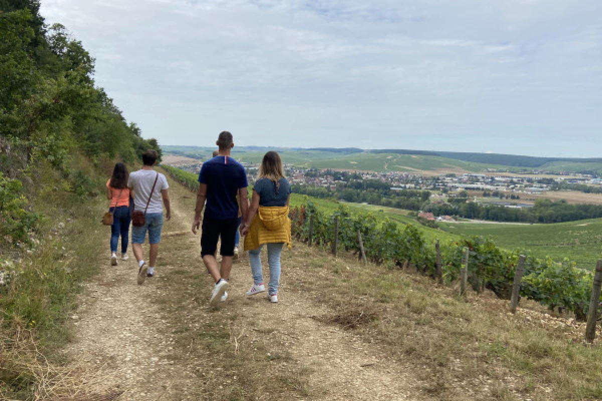 Visit of the vineyard and tasting - Bonjour Fun