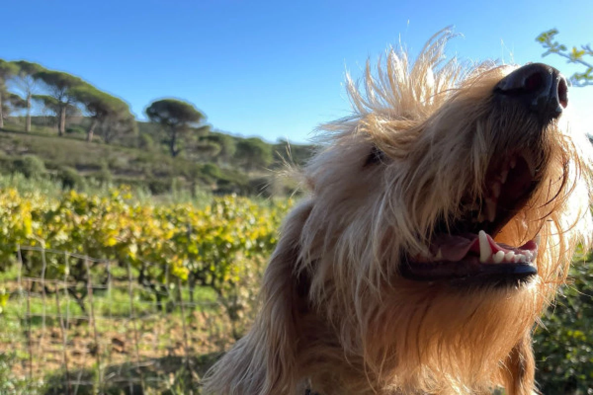 Family wine tour, Ramatuelle - Bonjour Fun