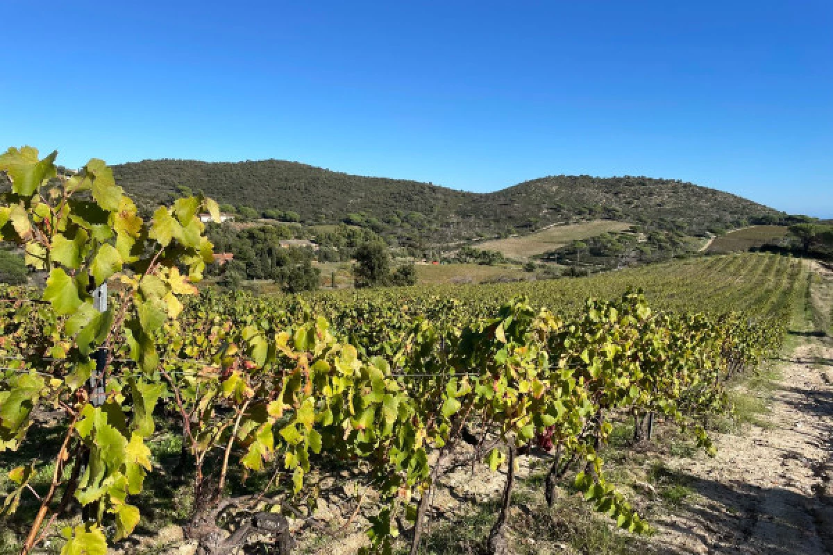 Family wine tour, Ramatuelle - Bonjour Fun