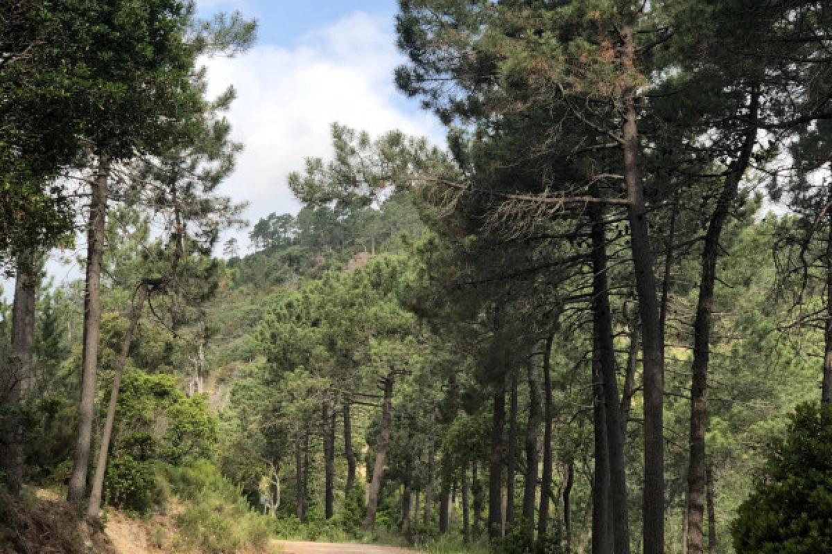 Electric mountain bike ride in the Esterel Massif - Bonjour Fun