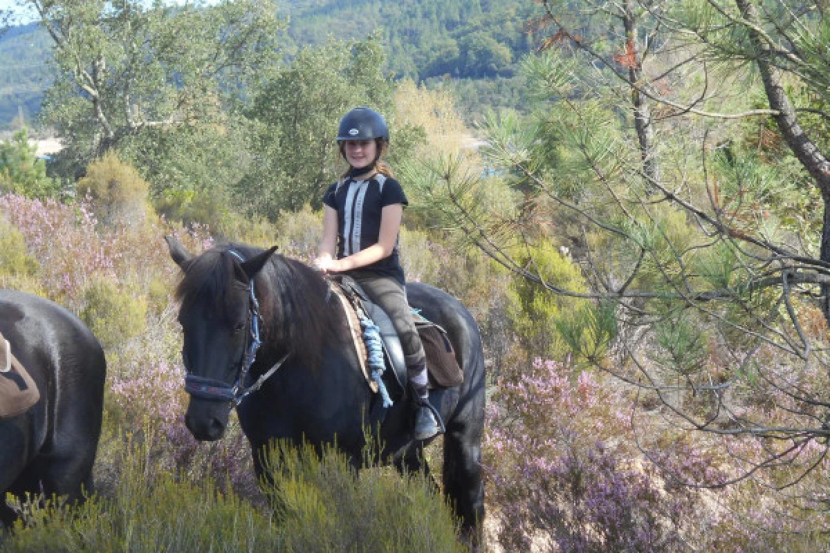 Horse-riding Haras Villards - Callian  - Bonjour Fun