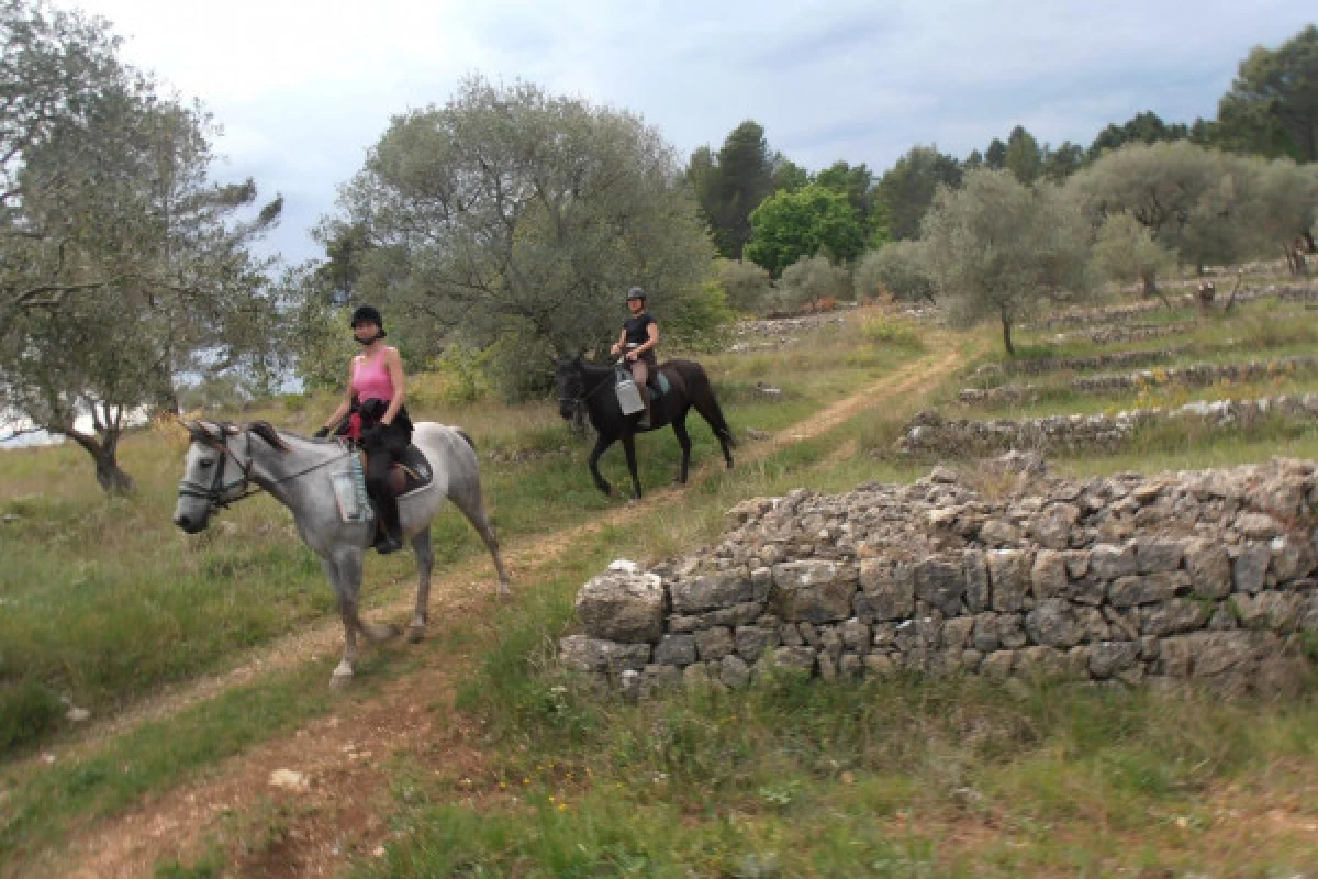 Horse-riding Haras Villards - Callian  - Bonjour Fun