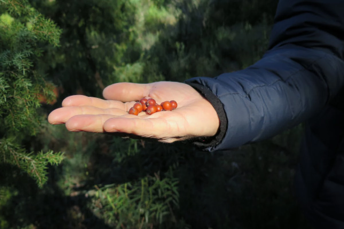 Guided walk - Taste the wild flavors of the Maquis - Bonjour Fun