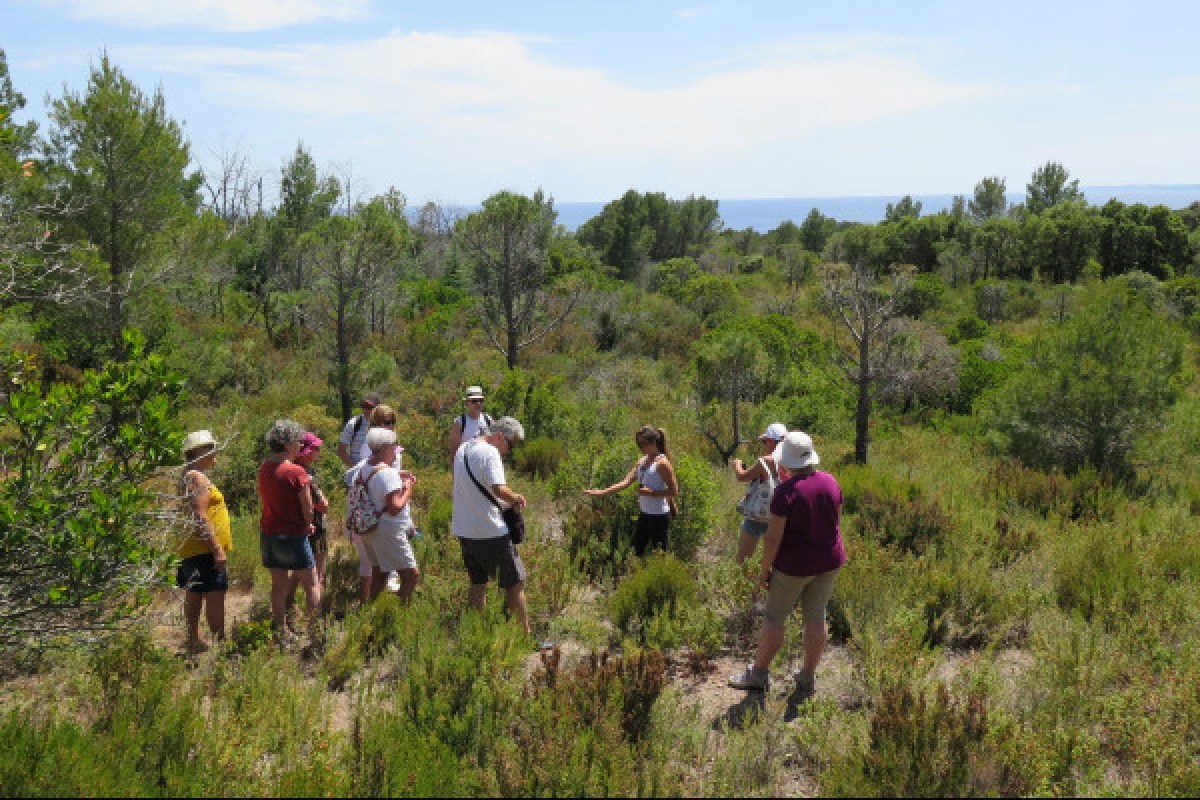 Guided walk - Taste the wild flavors of the Maquis - Bonjour Fun