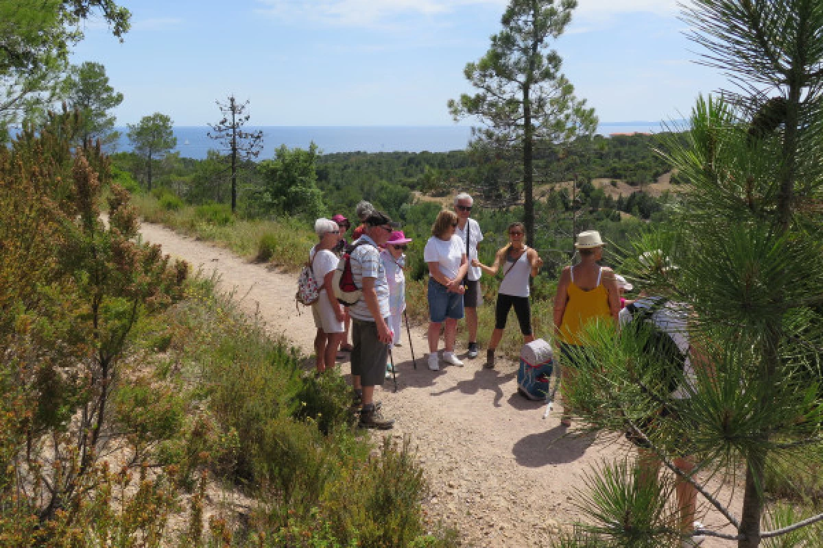 Guided walk - Taste the wild flavors of the Maquis - Bonjour Fun