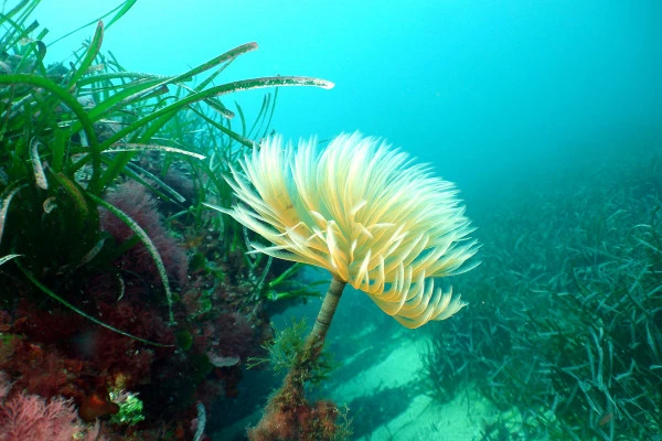 First Dive - Port de la Rague - Bonjour Fun