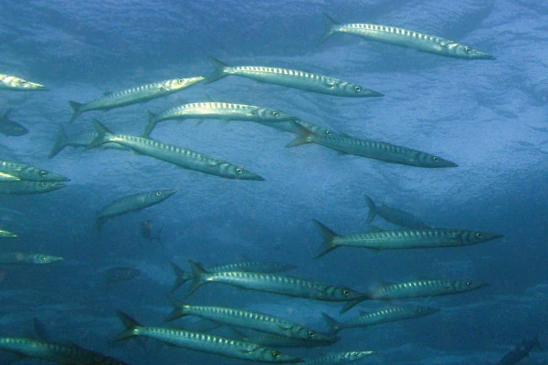 First Dive - Port de la Rague - Bonjour Fun