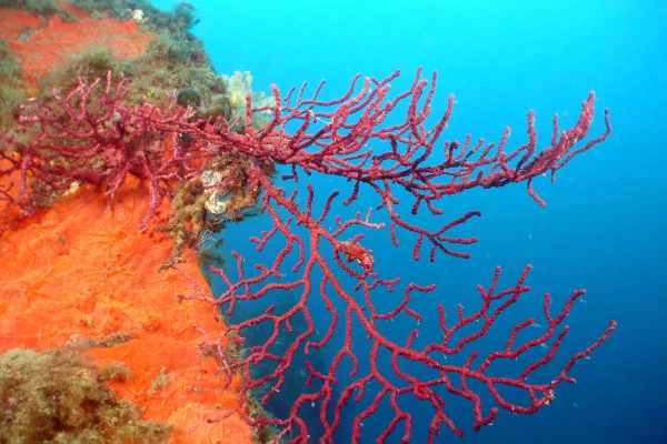 First Dive - Port de la Rague - Bonjour Fun