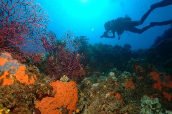 Scuba Diving for Beginners - Saint-Raphaël - Bonjour Fun