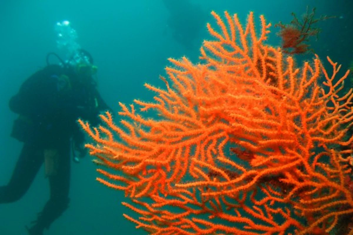 First Scuba Diving - Saint-Raphaël - Bonjour Fun