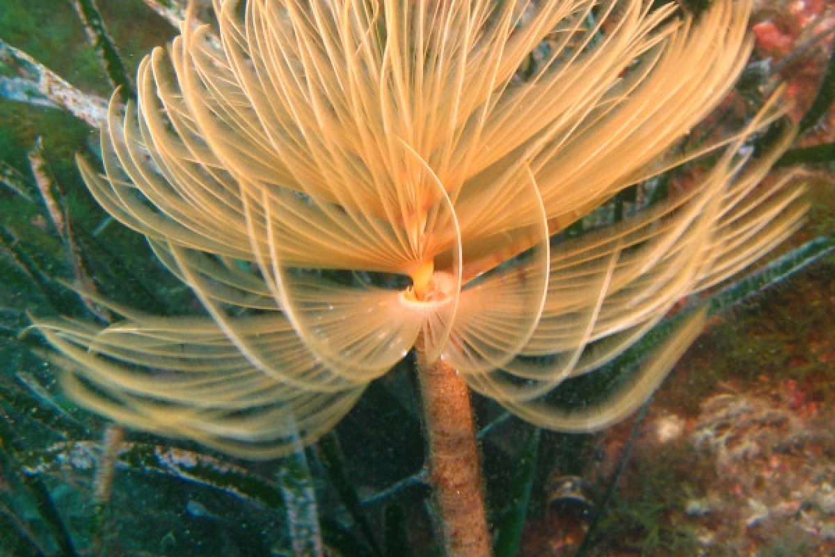 First Scuba Diving - Saint-Raphaël - Bonjour Fun