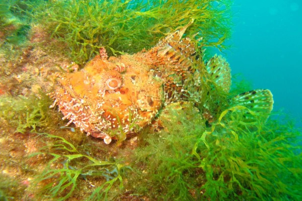 First Scuba Diving - Saint-Raphaël - Bonjour Fun