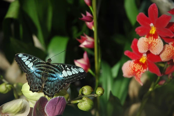 Priority access ticket - the Butterfly Garden - Bonjour Fun