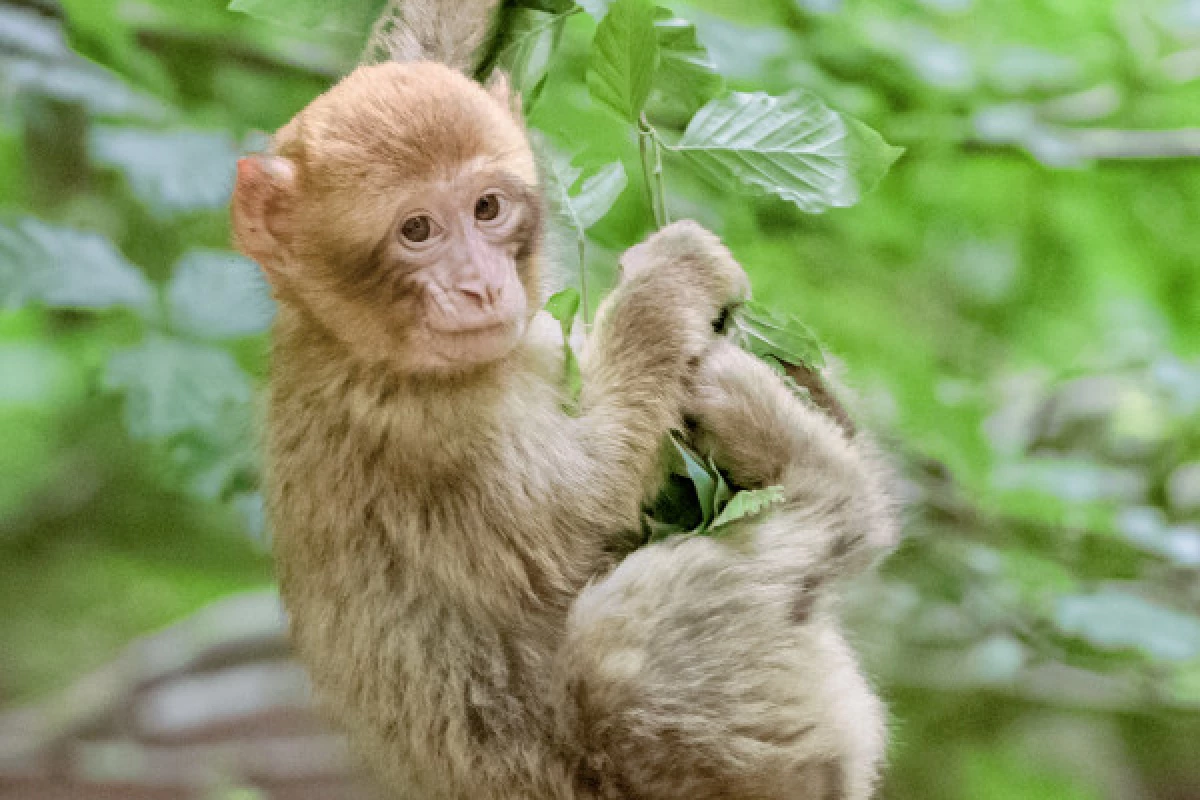 Admission ticket - The “Montagne des Singes” - Bonjour Fun