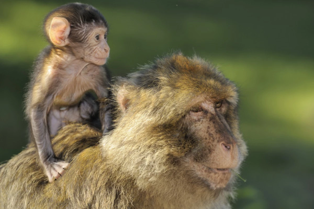 Admission ticket - The “Montagne des Singes” - Bonjour Fun