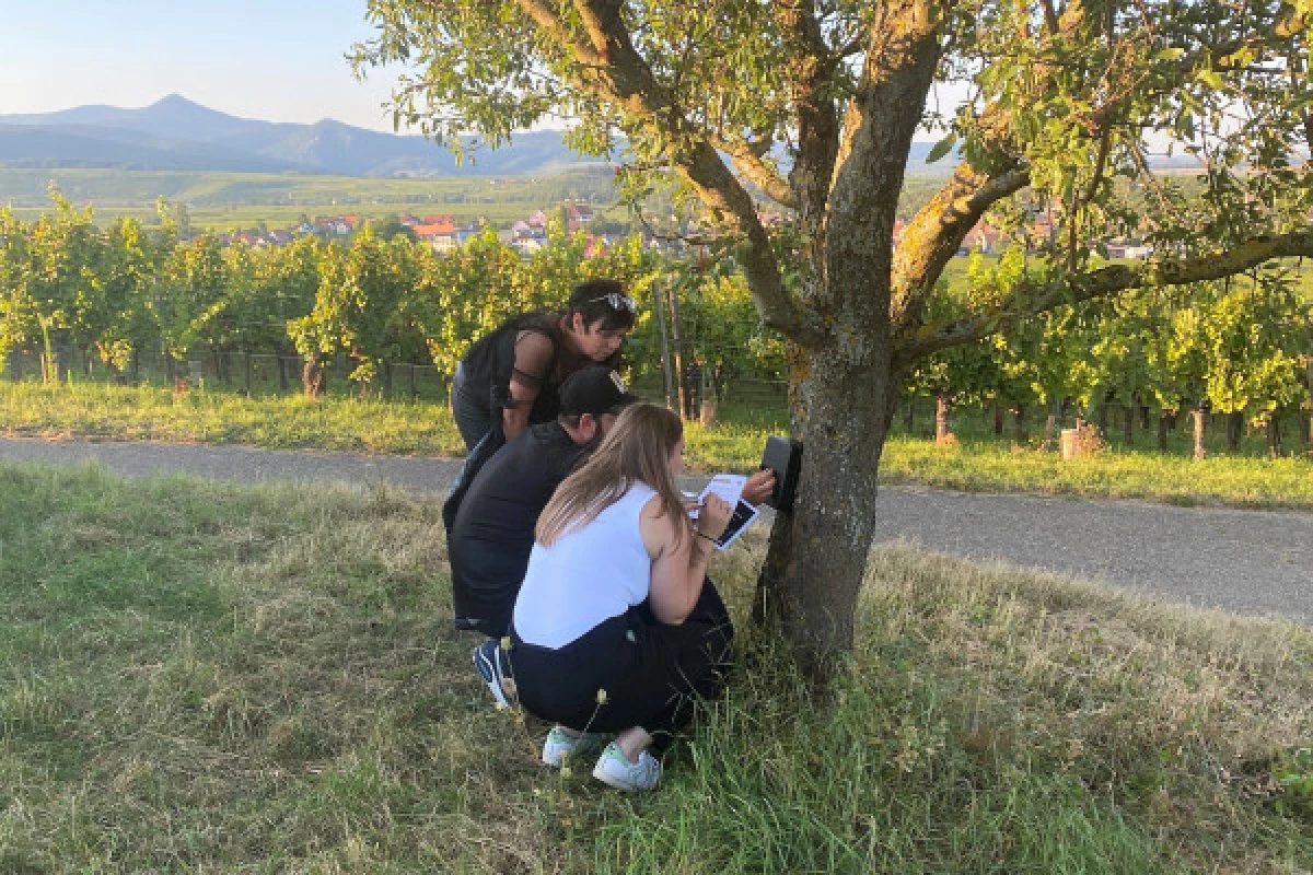 Treasure hunt in the Marckrain vineyard - Bonjour Fun