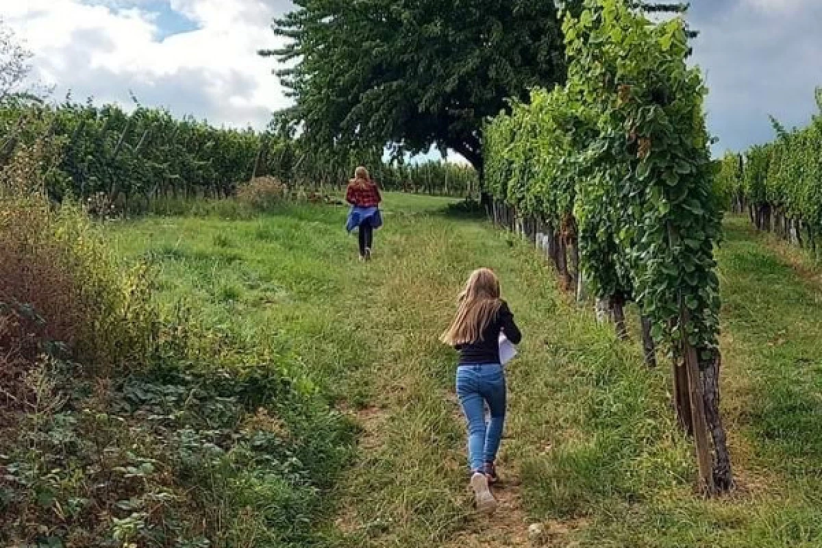 Treasure hunt in the Marckrain vineyard - Bonjour Fun