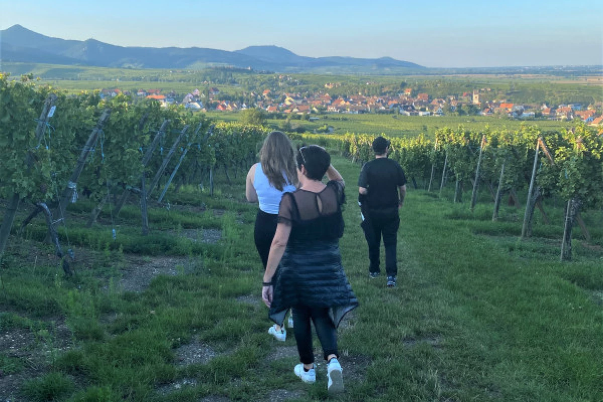 Treasure hunt in the Marckrain vineyard - Bonjour Fun