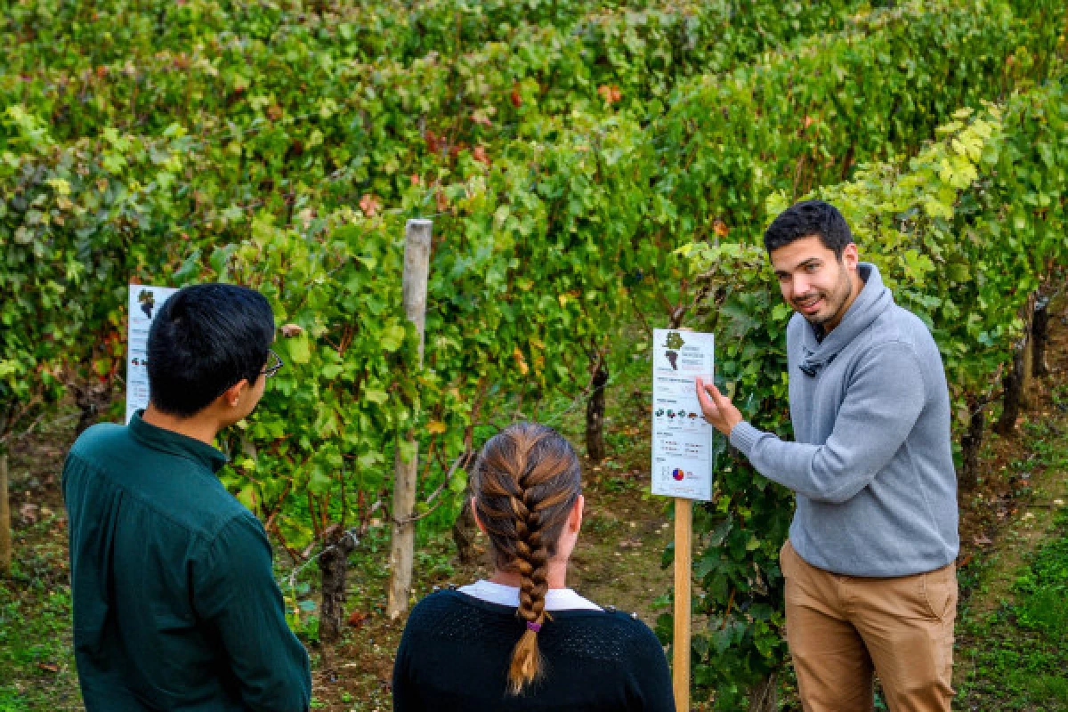 Château La Croizille St-Emilion Grand Cru Classé : Visit & Wine Tasting in English - Bonjour Fun