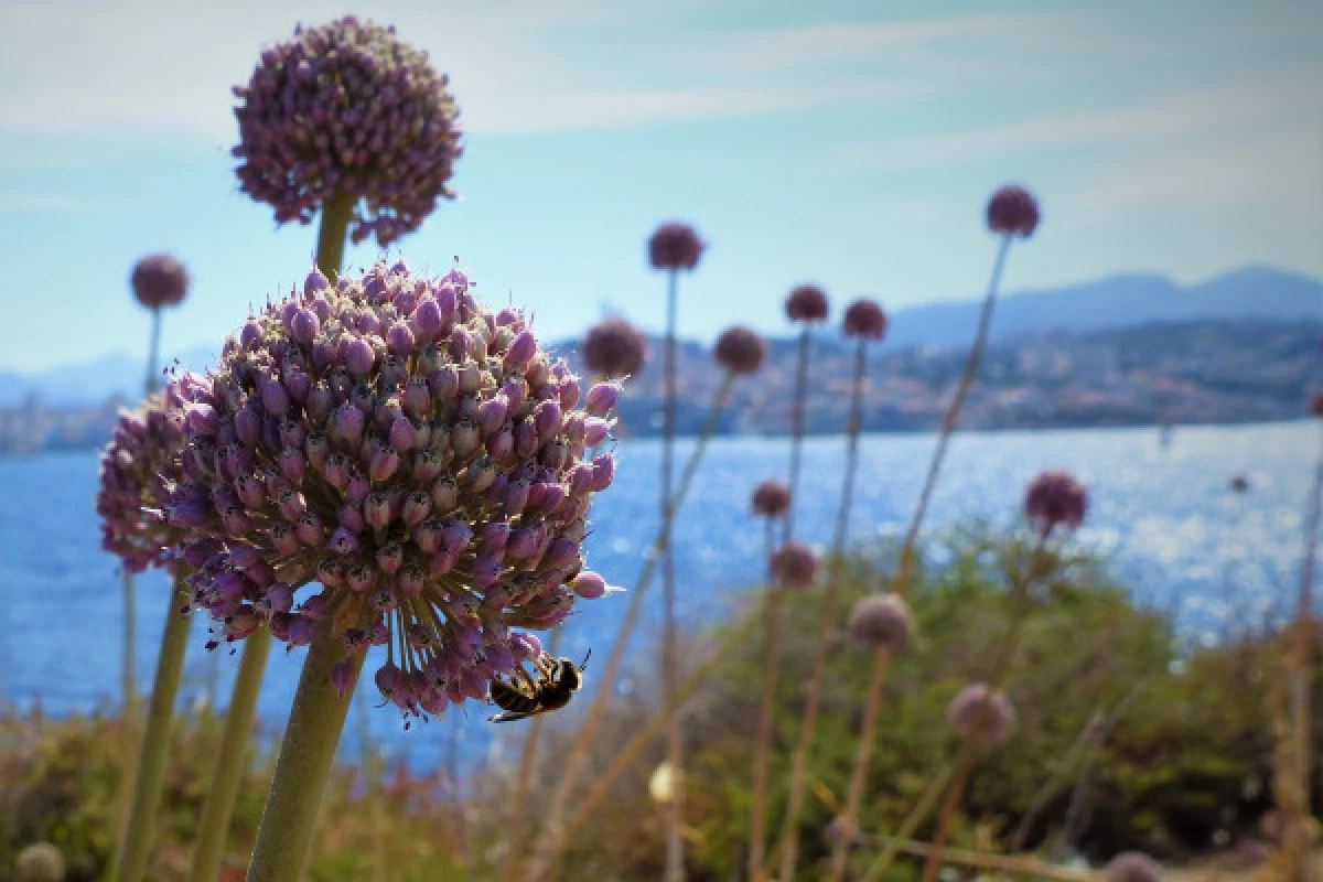 2-hour ecological tour: the biodiversity of Marseille's islands - Bonjour Fun