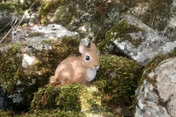 Visit and treasure hunts in the cave and in the forest - Bonjour Fun