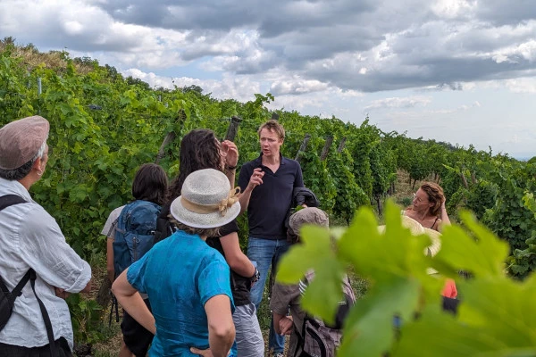 From the vine to the glass [vineyard | cellar | tasting] - Bonjour Fun