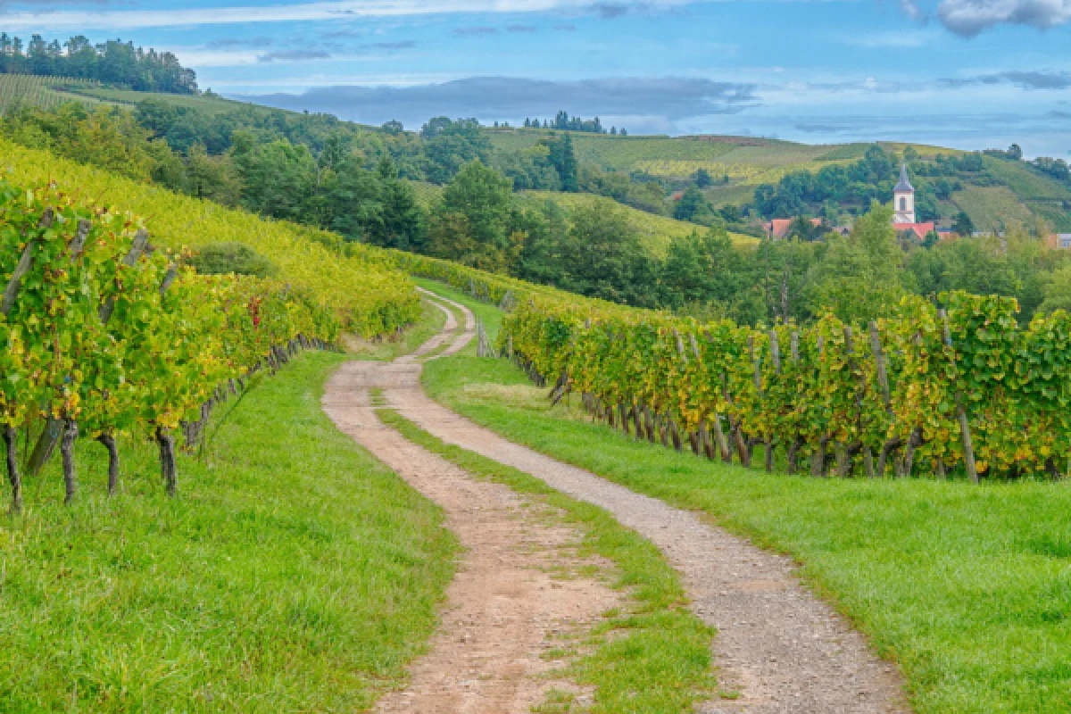 Visit a vineyard and discover Alsace wines - Bonjour Fun