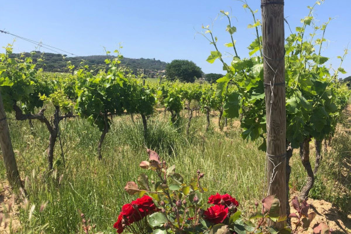 Biking wine tour in the Gulf of Saint-Tropez - Bonjour Fun