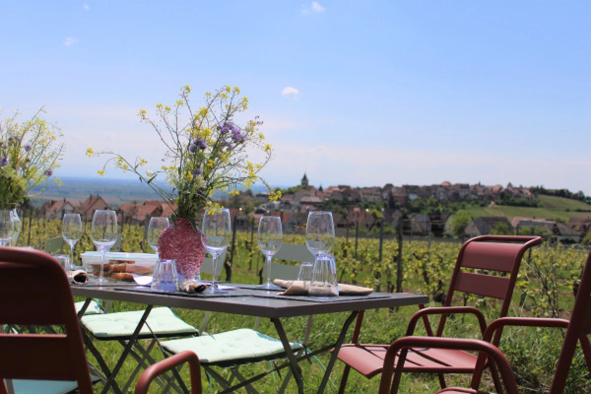 Lunch in the Vineyard - Bonjour Fun