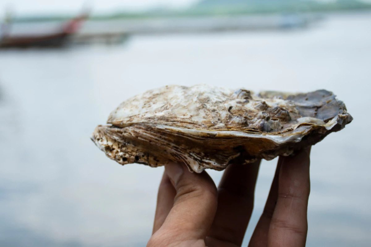 Half-day Arcachon bay: Pilat dune and seafood - Bonjour Fun