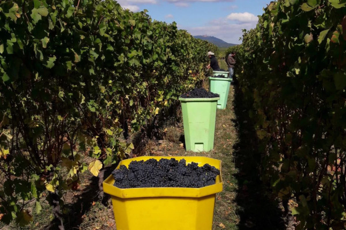 Become a grape picker for a day! - Bonjour Fun